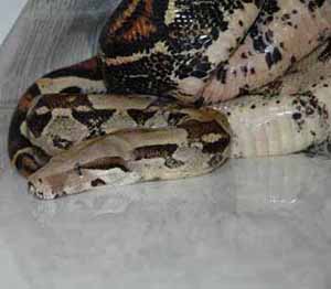 red tail boa red tail boa